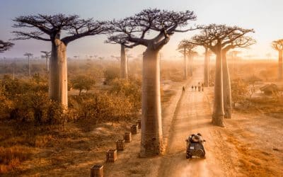 Madagascar : Voyage sur l’île rouge