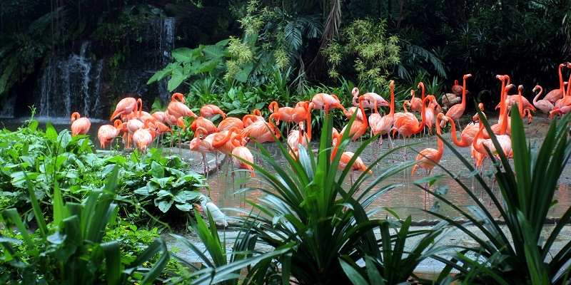 Zoo de Singapour